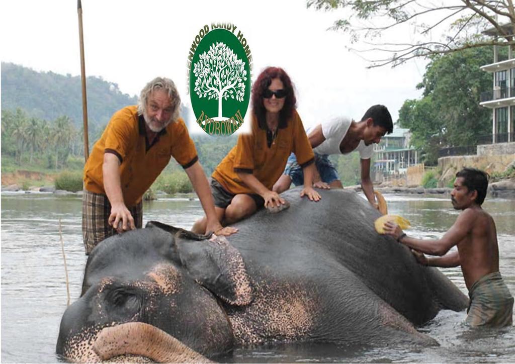 Greenwood Kandy Homestay Eksteriør billede
