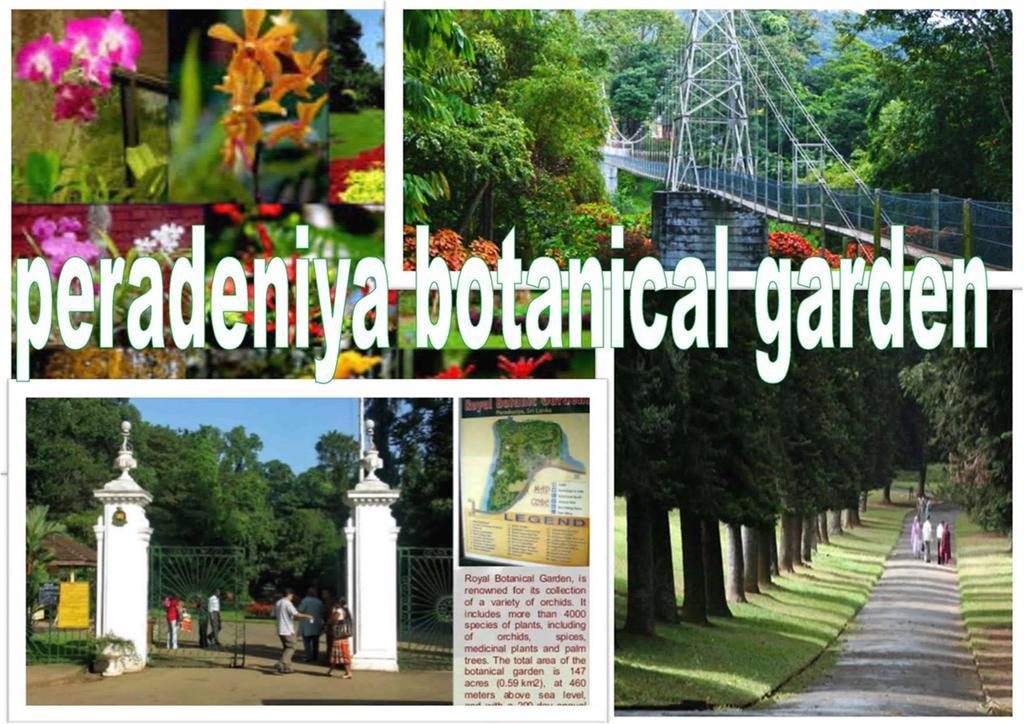 Greenwood Kandy Homestay Eksteriør billede